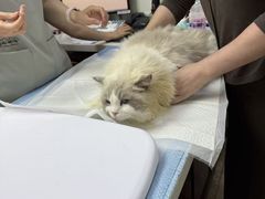 -美联众合动物医院·24h转诊中心