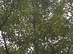 -四里河滨水生态公园