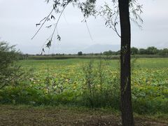 -野鸭湖国家湿地公园