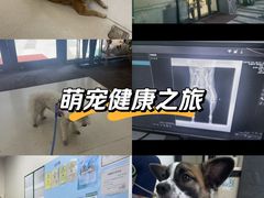 -爱妮康宠物医院·干细胞免疫细胞·肿瘤·心脏(张江店)