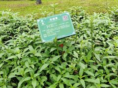 -广西壮族自治区药用植物园