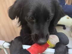 -瑞鹏宠物医院·宠保定点·心脏科·内科(御桥分院)