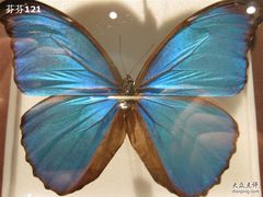 -上海昆虫博物馆