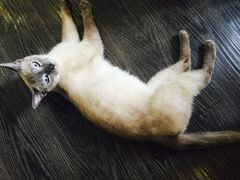 -吉丁鸟咖·异宠·寄养
