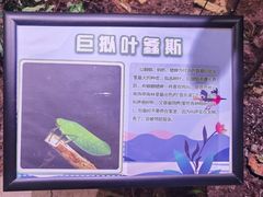-正佳雨林生态植物园