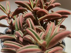 -循礼门鲜花花市(武汉循礼门店)