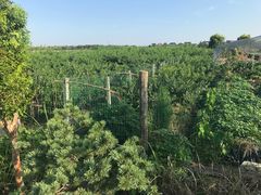 -南汇新场正宗水蜜桃采摘