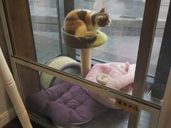 -吉丁鸟咖·异宠·寄养