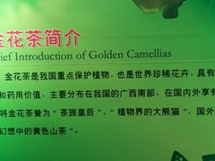 -金花茶公园