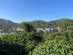 -银湖山郊野公园-相思林