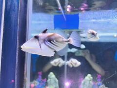 -烟台海昌鲸鲨海洋公园