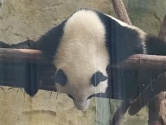 -都江堰中华大熊猫苑