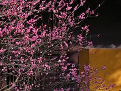 -慧因高丽寺