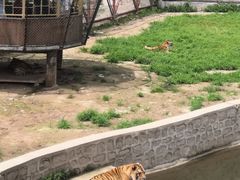 -横道河子东北虎林园