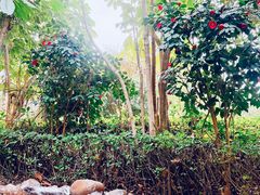 -凤翔首邑温泉度假村