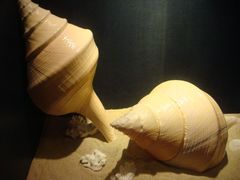 -亚龙湾中心广场·贝壳馆