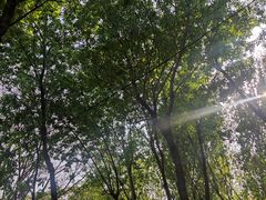-将府公园