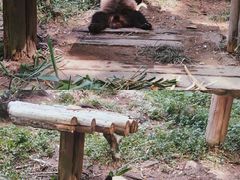-广州长隆野生动物世界