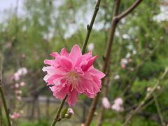 -南汇桃花村