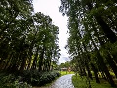 -上海共青森林公园