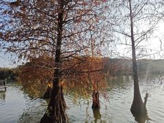 -海珠湖公园