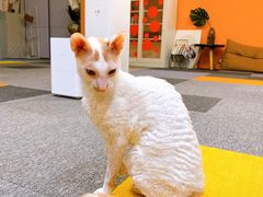 -米宠家·撸猫猫咖小萌宠·猫咪洗澡·猫咪寄养(高新大都荟店)