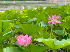 -莲花池公园