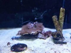 -芜湖新华联大白鲸海洋公园