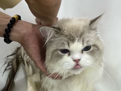 -爱洗澡的猫(天河路店)