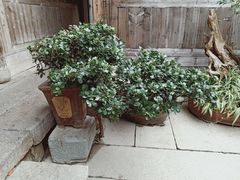 -文儒九号·闽菜馆(三坊七巷店)