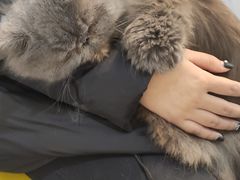 -猫房·猫吧·猫咖(龙湖时代汇店)