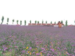iphone_upload_pic-紫颐香薰山谷景区