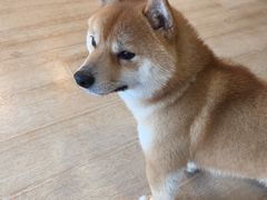 -南京Hallo宠物乐园·哈罗犬舍·柴犬繁育基地