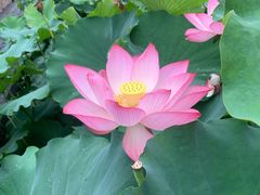 -洪湖家庭农场·团建·露营·会议