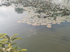 -荔湾湖公园