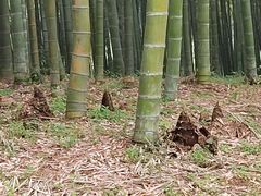 -杭州植物园