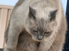 -鼓捣猫呢主题猫咖店