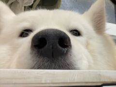 -共舞时光猫咖·狗咖(新街口店)