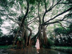 -瑞丽独树成林风景区