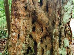 -武吉知马自然保护区