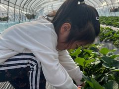 -喜杨洋草莓采摘园