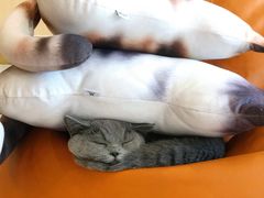 -飞行喵MR PILOT|猫舍·猫咖(静安大融城店)