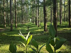 -黄海国家森林公园