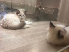 -飞行喵MR PILOT|猫舍·猫咖(静安大融城店)