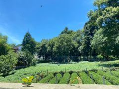 -野蔓果·山野菜(西湖景区·龙井茶田店)