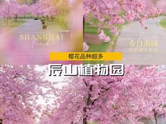 -顾村公园