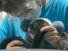 -老吴的猫·猫舍(新区店)