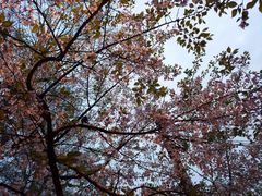 -武汉大学-樱园