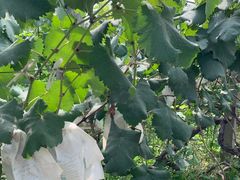 -马陆小张葡萄园农家乐