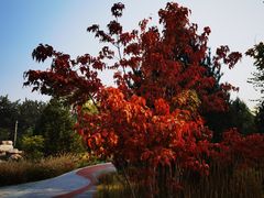 -莲花池公园